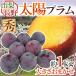  Yamanashi * Nagano производство ~ солнце слива ~ превосходящий товар примерно 1kg размер случайный sumomo [ предварительный заказ 8 месяц после ] бесплатная доставка 