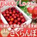  Nagano производство ~ вишня ~ L размер и больше примерно 300g несессер ввод роза .. Sato .*. превосходящий . другой .. товар вид .![ предварительный заказ 5 месяц после ] бесплатная доставка 