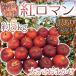  яблоко ~ Iwate .. производство . роман яблоко ~ есть перевод примерно 5kg размер случайный [ предварительный заказ 9 месяц после ] бесплатная доставка 