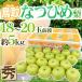  Tottori производство ~.... груша ~ превосходящий товар маленький шар 18~20 шар передний и задний (до и после) примерно 5kg[ предварительный заказ 8 конец месяца после ] бесплатная доставка 