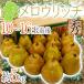 Yamagata производство ~ сочный Ricci ~ превосходящий товар 10~16 шар передний и задний (до и после) примерно 5kg груша обыкновенная [ предварительный заказ 10 месяц после ] бесплатная доставка 