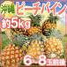 ~ Okinawa производство pi-chi сосна ~ 6~8 шар передний и задний (до и после) примерно 5kg[ предварительный заказ 3 месяц последняя декада после ] бесплатная доставка 