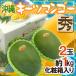  Okinawa производство ~ ключ tsu манго ~ превосходящий товар 2 шар примерно 1kg несессер ввод [ предварительный заказ 8 месяц средний . после ] бесплатная доставка 