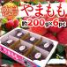 Tokushima префектура ~....~ примерно 200g×6pc( всего примерно 1.2kg)[ предварительный заказ 6 месяц средний последняя декада после ] бесплатная доставка 