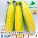  подарок на Bon Festival Hokkaido производство кукуруза золотой кукуруза (.. было использовано ) 10 шт. комплект популярный товар вид (8 месяц средний .~9 месяц средний ... отгрузка ) лето подарок овощи рефрижератор рейс предварительный заказ товар подарок площадь 