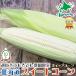  подарок на Bon Festival Hokkaido производство кукуруза белый кукуруза ( whip кукуруза ) 10 шт. комплект популярный товар вид (8 месяц средний .~9 месяц средний ... отгрузка ) лето подарок овощи рефрижератор рейс подарок площадь 