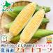  подарок на Bon Festival Hokkaido производство кукуруза Dolce Dream (bai цвет ) 10 шт. комплект популярный товар вид (8 месяц средний .~9 месяц средний ... отгрузка ) лето подарок овощи рефрижератор рейс предварительный заказ товар подарок площадь 