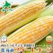  подарок на Bon Festival Hokkaido производство кукуруза Dolce Dream (bai цвет ) 20 шт. комплект (10 шт. входит . коробка ×2 коробка ) (8 месяц средний .~9 месяц средний ... отгрузка ) лето овощи рефрижератор рейс подарок площадь 