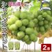  автомобиль in мускат крупный автомобиль in мускат ..2. Okayama префектура производство вид нет .. для виноград несессер premium фрукты подарок подарок площадь 