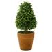  не 2 торговля сад зеленый произведение искусства Mini топиар tree высота 15cm 50280
