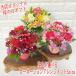 2024 Mother's Day gift flower color also selectable Mother's Day carnation arrange Ssize