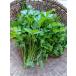 KURUMAYA-herb[ итальянская петрушка 300g] свежий трава Nagano префектура доверие . блок . хвост гора культивирование период пестициды не использование нет .. аромат .. салат суп итальянская кухня 
