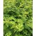 KURUMAYA-herb[ плоды зантоксилума. лист 50 листов ] Nagano префектура доверие . блок . хвост гора культивирование период пестициды не использование нет .. приправа .. предмет 