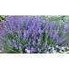 KURUMAYA-herbnepeta Walkers low рассада 10.5cm pot |12cm pot |15cm pot /18cm pot /21cm pot Shinshu . хвост гора культивирование период пестициды не использование нет ..