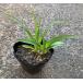 KURUMAYA-herbyab can слон диаметр 10.5cm pot Shinshu . хвост гора культивирование период пестициды не использование нет .. дикоросы 
