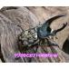  gran to белый Kabuto *68mm пара 