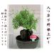  бонсай Mini размер yatsufsa спирея японская розовый корень израсходованный скала есть .. легко крепкий, значительно если нет 