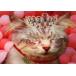 LM�ҡ�3D�ݥ��ȥ����ɡ��ɥ�������HappyBirthday CAT �ͥ���KL216