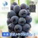 nagano лиловый 500g×2 упаковка / рефрижератор фрукты десерт .. виноград виноград 