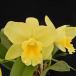 . Ran [ цветение видеть включено АО ] Mini Cattleya memorial Gold *kyana Lee * Memorial Gold *Canary* 9cm pot . Ran . орхидея интерьер tak