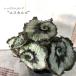 [ предварительный заказ распродажа ] Rex бегония Escargo 10.5cm pot бегония цветочный горшок интерьер зеленый Индия a зеленый kmr 11 месяц средний . после отправка 