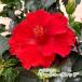 [ предварительный заказ распродажа ] гибискус коричневый i потребности красный 5 номер растение в горшке fru 5 месяц последняя декада после отправка 