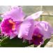 [ предварительный заказ распродажа ]. Ran [ цветение видеть включено АО ] Cattleya I Lynn fi колено крыло крышка 4 номер горшок . орхидея интерьер tuk 11 месяц сверху . после отправка 