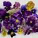 [ предварительный заказ распродажа ] viola gran viola античный Mix 9cm pot цветок рассада садоводство mezzo ndo viola 11 месяц средний . после отправка 