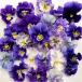 [ предварительный заказ распродажа ] viola синий. . рыцарь 9cm pot цветок рассада садоводство анютины глазки viola mezzo ndo viola 11 месяц последняя декада после отправка 