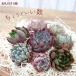  succulent plant ekebe rear cut seedling name . attaching 8 piece set .... free shipping decorative plant interior toc