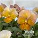 [ предварительный заказ распродажа ] viola абрикос античный 10.5cm pot h&amp;l цветок рассада садоводство hlv 11 месяц средний . после отправка 