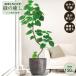 [ производитель прямая поставка ] искусственная зелень fi rental umbellata pot имеется 150cm средний большой высококлассный салон человеческий труд декоративное растение бесплатная доставка наружный не возможно acs