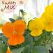 [ предварительный заказ распродажа ] viola конфеты MIX viola orange. jure10.5cm pot h&amp;l цветок рассада садоводство анютины глазки viola hlv 11 месяц последняя декада после отправка 