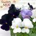 [ предварительный заказ распродажа ] viola конфеты MIX viola Berry. чизкейк 10.5cm pot h&amp;l цветок рассада садоводство анютины глазки viola hlv 11 месяц последняя декада после отправка 