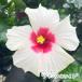 [ предварительный заказ распродажа ] гибискус Newlong жизнь серии Adonis белый 5 номер растение в горшке ogc 5 месяц последняя декада после отправка 