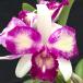 . Ran [ цветение видеть включено АО ] Mini Cattleya Nice Holiday * солнечный to Piaa * 9cm pot . Ran . орхидея интерьер tak