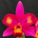 . Ran [ цветение видеть включено АО ] Mini Cattleya Hawaiian Splash * kana * 9cm pot . Ran . орхидея интерьер tak