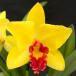 . Ran [ цветение видеть включено АО ] Mini Cattleya Lucky Chance * saw Taro * 9cm pot . Ran . орхидея интерьер tak