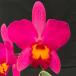 . Ran [ цветение видеть включено АО ] Mini Cattleya Rav дворец * - pines* 9cm pot . Ran . орхидея интерьер tak