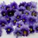 [ предварительный заказ распродажа ] viola gran viola gran голубой 9cm pot цветок рассада садоводство анютины глазки viola mezzo ndo viola 11 месяц последняя декада после отправка 