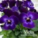 [ предварительный заказ распродажа ] viola Denim голубой Jump выше 10.5cm pot h&amp;l цветок рассада садоводство анютины глазки viola hlv 11 месяц последняя декада после отправка 