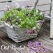  planter basket planter retro Britain manner Europe style antique style white gardening garden garden gardening stylish 