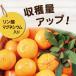 �ʎ��@���� �������E�~�J���E���k�ނ̔엿 500g�@�ʎ� ���k �엿 ��p �֘A�摜3