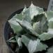  agave ... god white middle .3.5 number ( individual incidental ). entering . succulent plant beginner ..... Driger ten dry . strong 