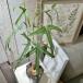  бутылка tree (blakiki тонн pop Rene незначительный ) большой лист глубокий порез включено модель 4 номер длинный pot ( особь случайный 1 горшок ) декоративное растение интерьер зеленый салон садоводство модный симпатичный 