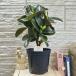  декоративное растение fi rental sophia 5 номер ( случайный 1 горшок ) интерьер зеленый модный симпатичный симпатичный салон садоводство 