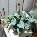  декоративное растение s gold dap подвеска oru Most серебряный 4 номер подвешивание горшок ( особь случайный 1 горшок ) интерьер зеленый модный симпатичный симпатичный салон садоводство 