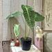 декоративное растение Anne потертость um Bay chi-( vi -chi-) 4 номер горшок с разрезом ( особь случайный 1 горшок ) интерьер зеленый салон садоводство модный симпатичный симпатичный 