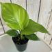  декоративное растение -тактный rely Cheer Nicola i( Augusta ) 3 номер твердость длинный ( особь случайный 1 горшок ) интерьер зеленый салон садоводство модный симпатичный симпатичный 