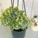  декоративное растение поли автомобиль s полный tiko-sa Varie ga-ta4 подвешивание горшок ( низ дыра нет ) ECO PLANTS( особь случайный 1 горшок ) интерьер зеленый салон садоводство модный симпатичный симпатичный 
